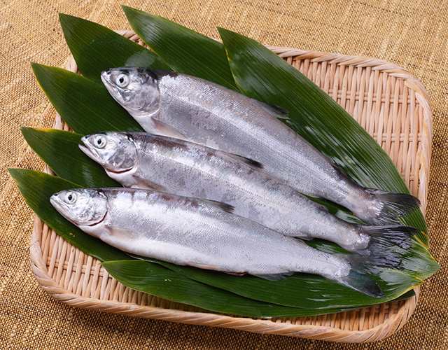 十和田湖ひめます