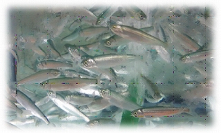 十和田ひめます&#reg;の稚魚